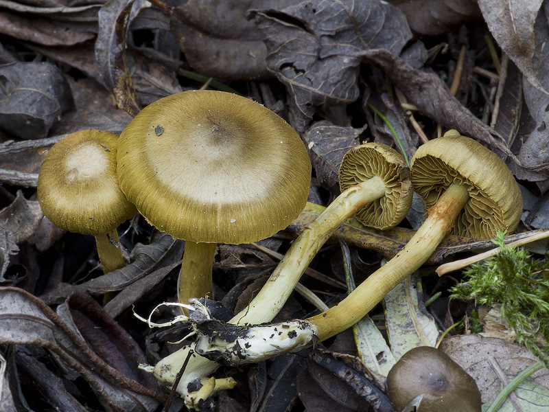 Cortinarius cinnamomeoluteus